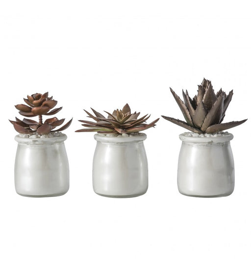 Potted Succulent Set Of Three