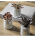Potted Succulent Set Of Three