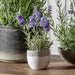 Faux Lavender Plant in rustic pot